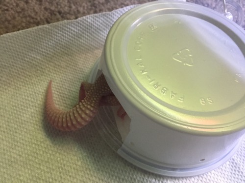thisisasnake:She seemed like she was doing something important but when I went to investigate she ju