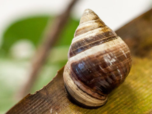 George, The Last Of His Species Of Hawaiian Land Snail, Died On New Years Day. He Was Approximately 14