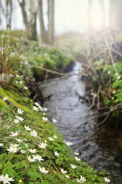 Voice of Nature