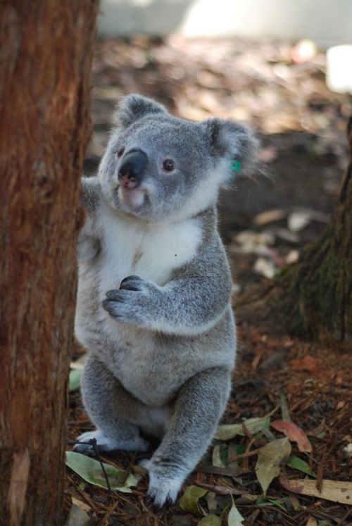 wildlifepower:KOALAS TIME!!!Read More