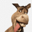 shrexydonkey