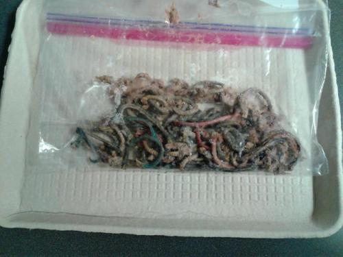 awsomecutecats:I work at an animal hospital. What you’re looking at is a bag of hair ties we got out
