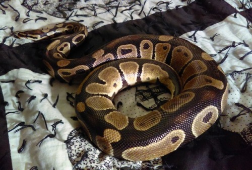 snoots-and-boops: thicc