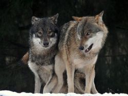 wolveswolves:  European wolves (Canis lupus lupus) by K. Eckmann  