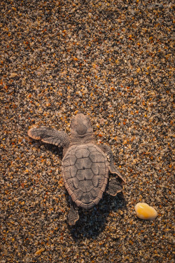 Earthandanimals:   Loggerhead Hatchling Embarks On The Journey Of A Lifetime   