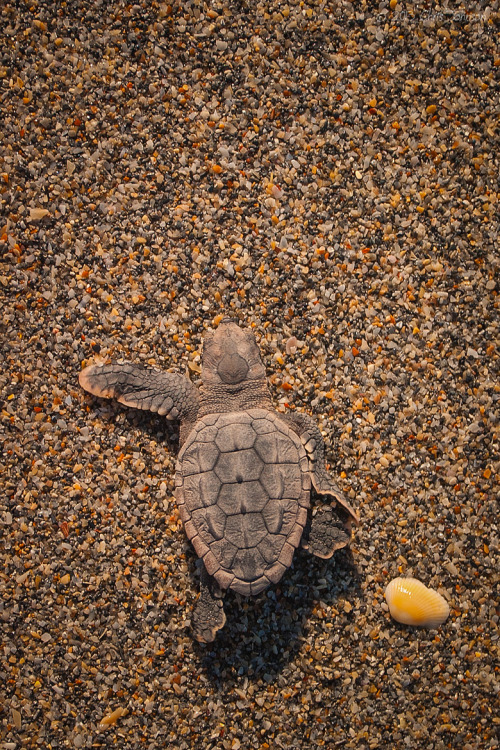 XXX earthandanimals:   Loggerhead hatchling embarks photo