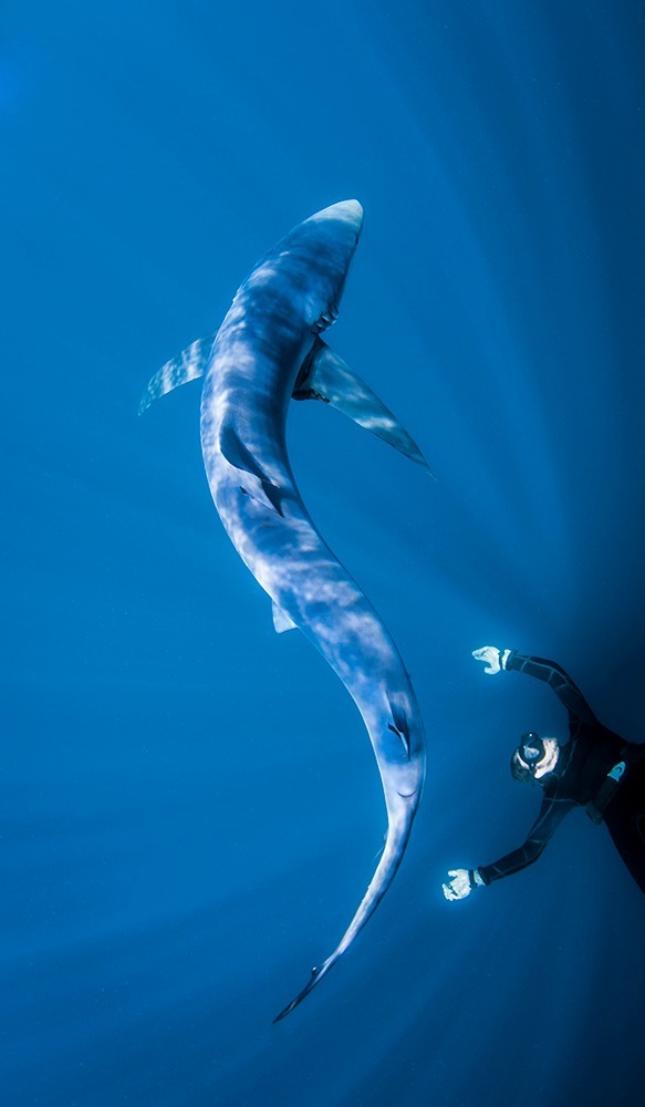 trynottodrown:He was this big!Photo by Ron WatkinsA graceful nine-foot-long blue