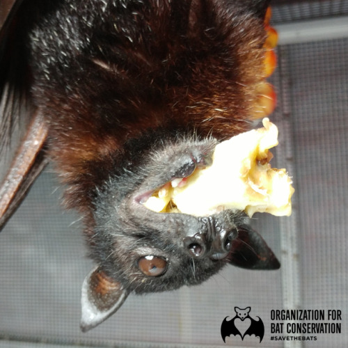 Whoa! It looks like someone bit off more than they could chew! Good morning from the Bat Zone! 