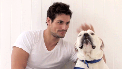 arthurcurrys:  david gandy ft dogs 🐶