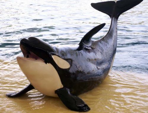 Gender: MalePod: N/APlace of Capture: Born at SeaWorld of FloridaDate of Capture: Born on November 8