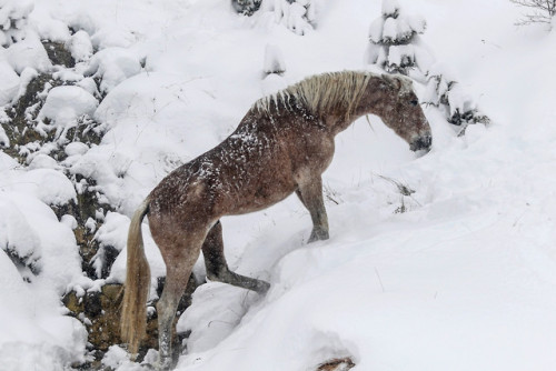 Horses in the mountains of Samarina, Grevená, Greece. Photos by Kostas Villa.