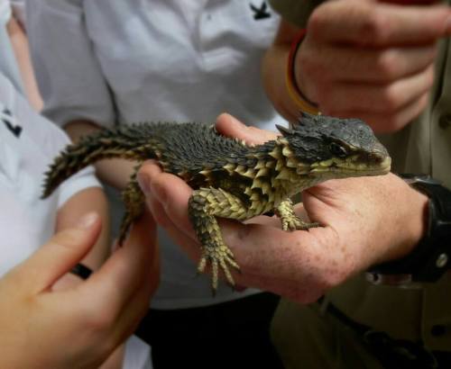 lizardsenjoyinglife:  Turns out that dragons are real and they come from South Africa (Latin name ‘Smaug giganteus’) x  <3 <3 <3