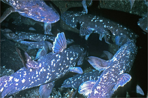 fuckedupocean: A group of coelacanths
