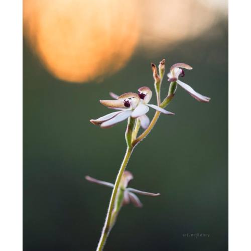 Caladenia orchids and sunset - the end of golden hour as light fades across the Aranda Bushlands &he