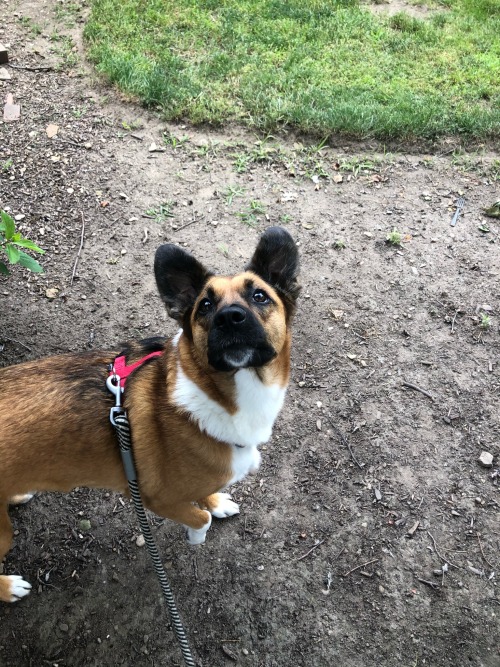 Freya spotted a pesky squirrel on one of adult photos