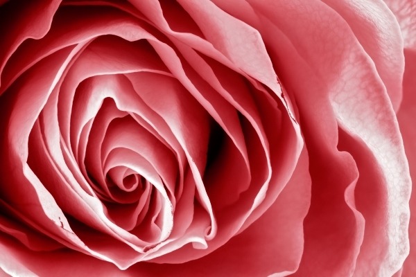 White rose macro with pink monochrome color processing.