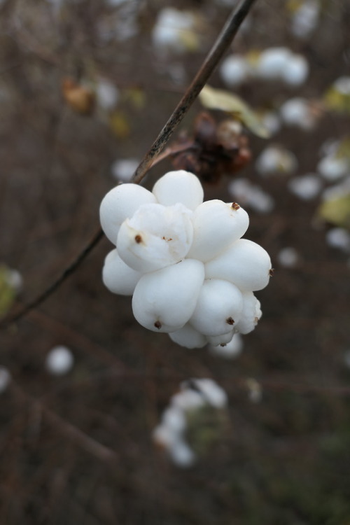 Symphoricarpos — snowberries a.k.a. waxberries a.k.a. ghostberries