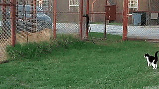 tastefullyoffensive:Cat: “You’re lucky there’s a fence between us.” [full video]