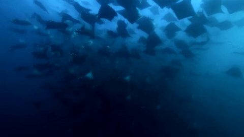 nubbsgalore:  closely related to sharks but with long, flat bodies and wing-like