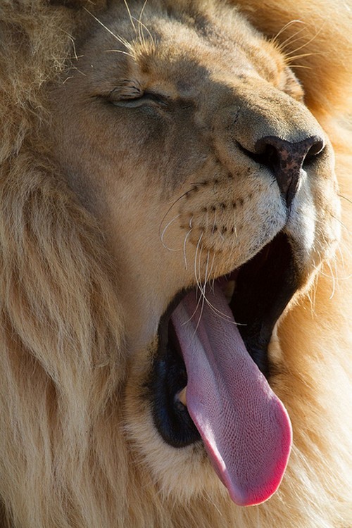 wonderous-world - Lion Yawning by Reynold Woeke