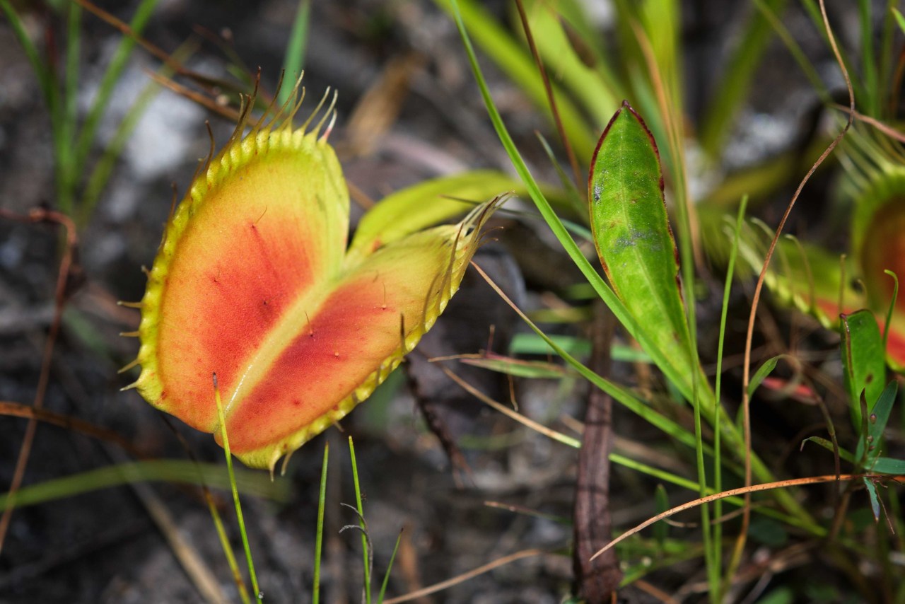 mdeanstrauss:  Jaws of Doom…Venus Flytraps in coastal North Carolina, the ONLY
