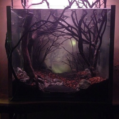 Dark and eerie fish tank, source unknown