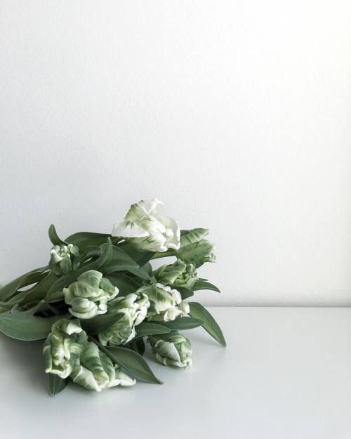 septemberedit:  Easter tulips. 