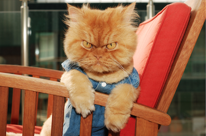 mymodernmet:  Meet Garfi, the world’s angriest cat. The seemingly wrathful kitty, who