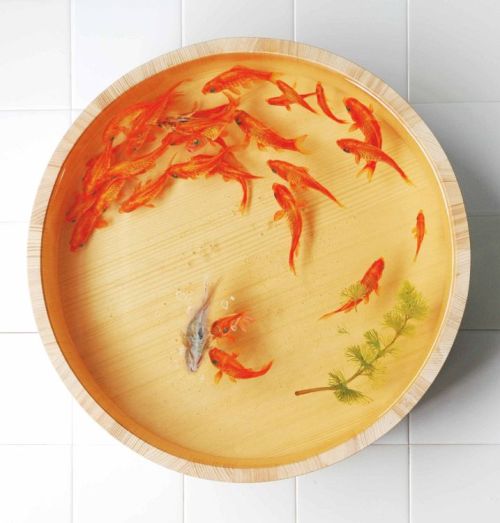 Super gorgeous &ldquo;goldfish&rdquo; artwork. They&rsquo;re 3d pieces, but they are ind
