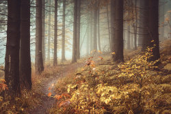 willkommen-in-germany:  Foggy forest on the