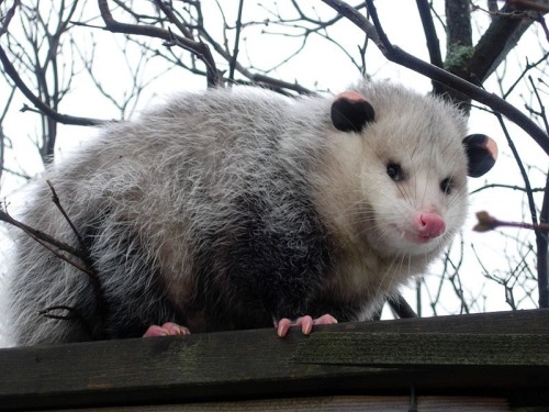 thepunksink: rateapossum:  Our first contender is my personal favorite possum, Fat Possum. Please ra