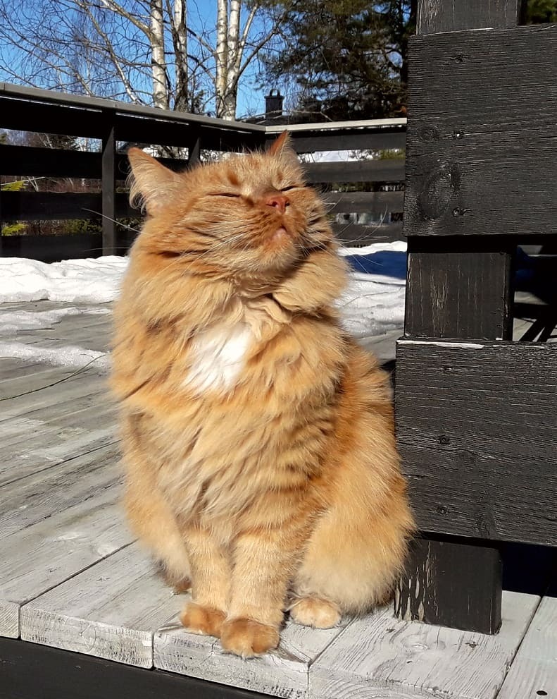 awwww-cute:  This picture of my cat Oliver enjoying the spring sun is just mealting