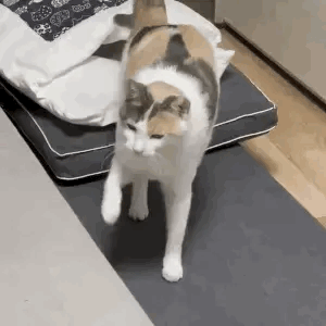 -> Calico Cat Therian Stimboard !