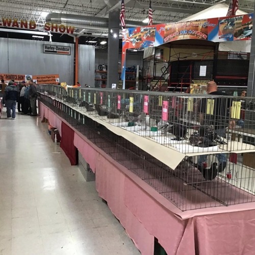 We’re hosting the Hudson Valley Pigeon Association for their 2018 Pigeon show! The show is from 8am-5pm today! Anything can happen in our event space, host your event at Motorcyclepedia! #event #eventplanning #tradeshow #party (at Motorcyclepedia...