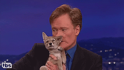 thenatsdorf:  Conan falls in love with a coyote pup. [full video] 