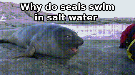 tastefullyoffensive:  Bad Joke Seal [x]