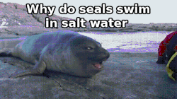 tastefullyoffensive:  Bad Joke Seal [x] 