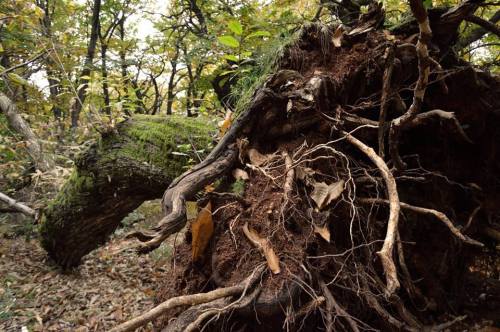 Into the wood -  autumn 2016