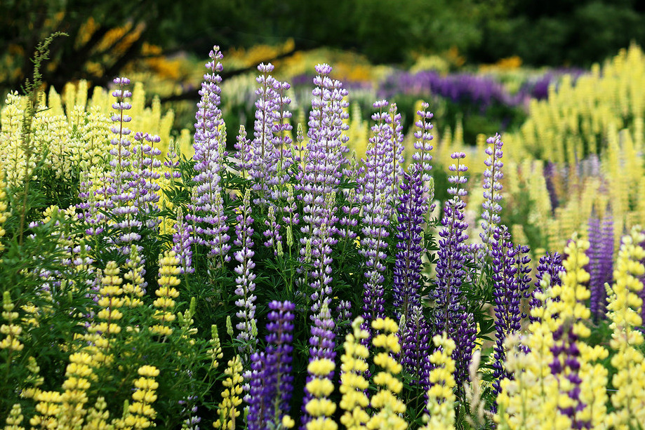 expressions-of-nature:  by Prinz WilbertLake Tekapo, New Zealand