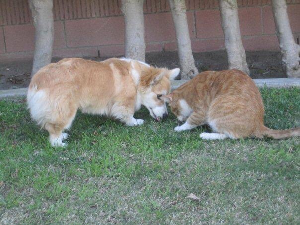 twosillycorgis:  Throw back Thursday to the romance between Jiggles and Sunny the