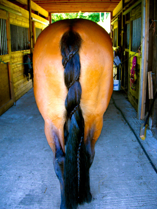 from-dark-bays-to-dappled-grays:  livinglifehowiwant:  spiral dutch braid I did on Gala’s tail