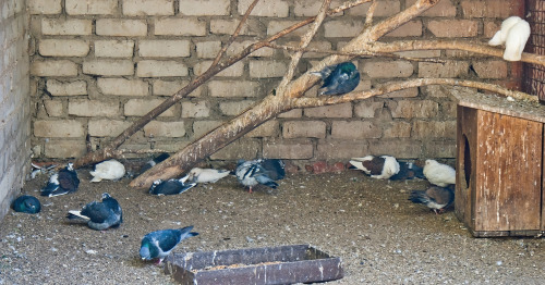 May 12 2011. A zoo in Zaporizhia city. Loafiest loaf in the flock.