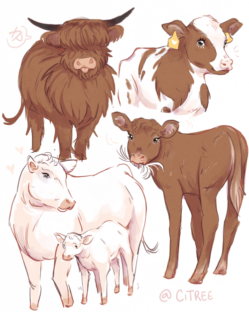 citree:Some more soft cows (with friends!)