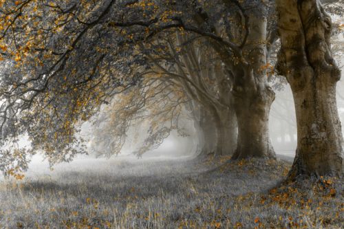 tulipnight:Mist by Richard Jenkins