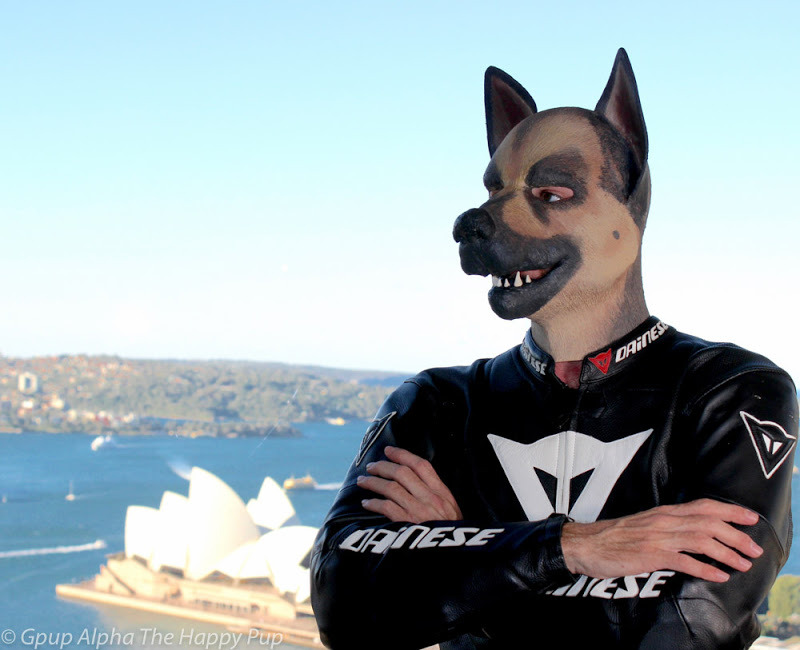 Leather Pup Play Fan Gpup Alpha @ Sirius Pup Camp Sydney (Winter 2016)Cred @secapup