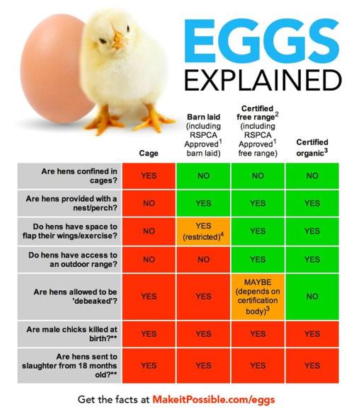 animalcruelty-notok:Ever found that the claims on egg cartons tend to confuse more than clarify? Wha