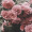 rosiedaes tumblr