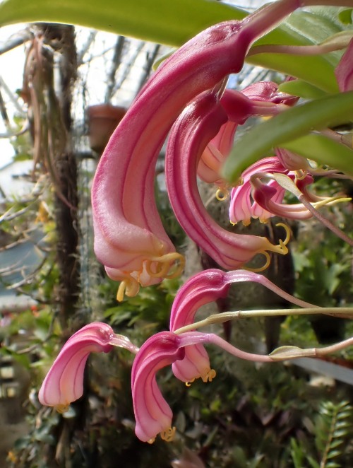 orchid-a-day:    Masdevallia notosibirica  April 16, 2020 