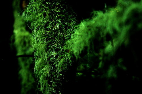 Mosses by batuhanhos