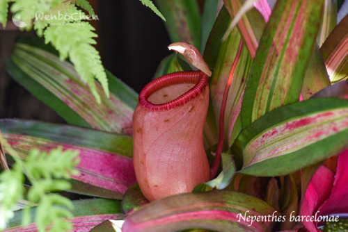 wenbochenphoto:Nepenthes barcelonae. This species was only discovered in 2014, in the Aurora Provinc